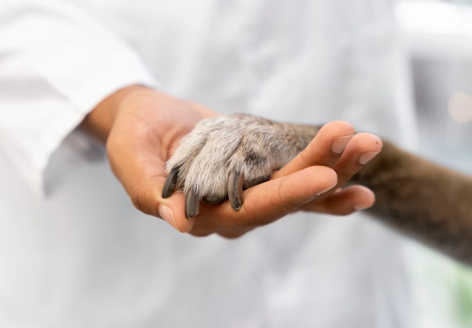 Person in a white coat holding the paw of a grey and brown dog in an open hand