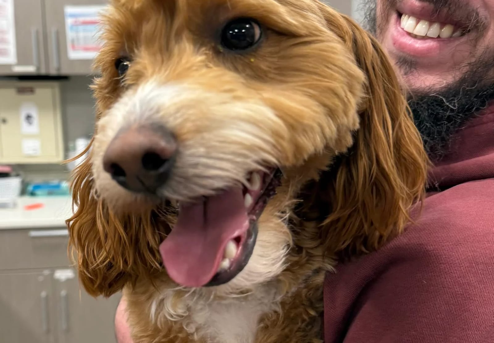 Close-up of a curly-coated tan and white dog with its tongue out beside a smiling bearded person in a maroon top