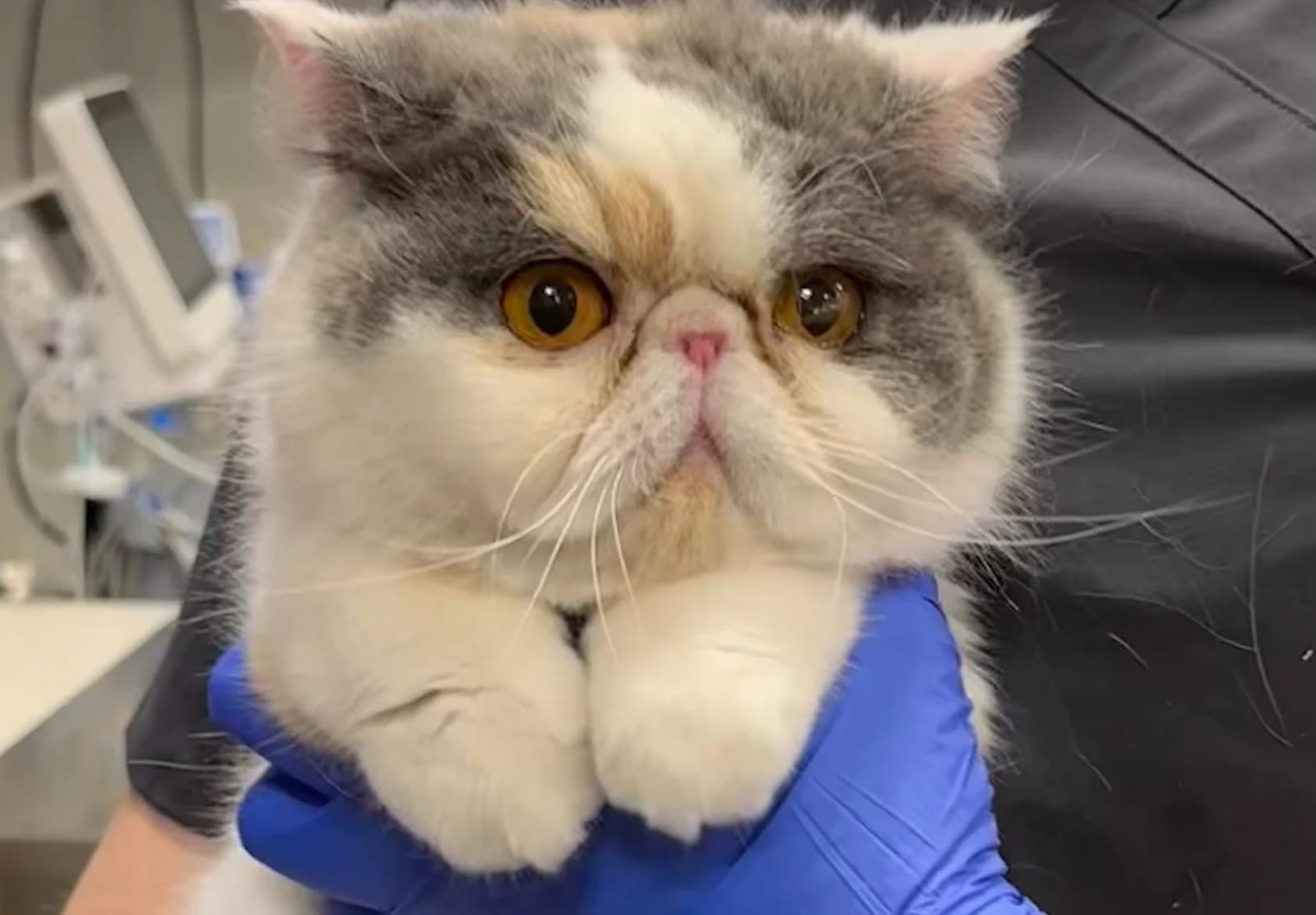 Fluffy grey, white and tan cat with a flat face looking at the camera while held by blue-gloved hands