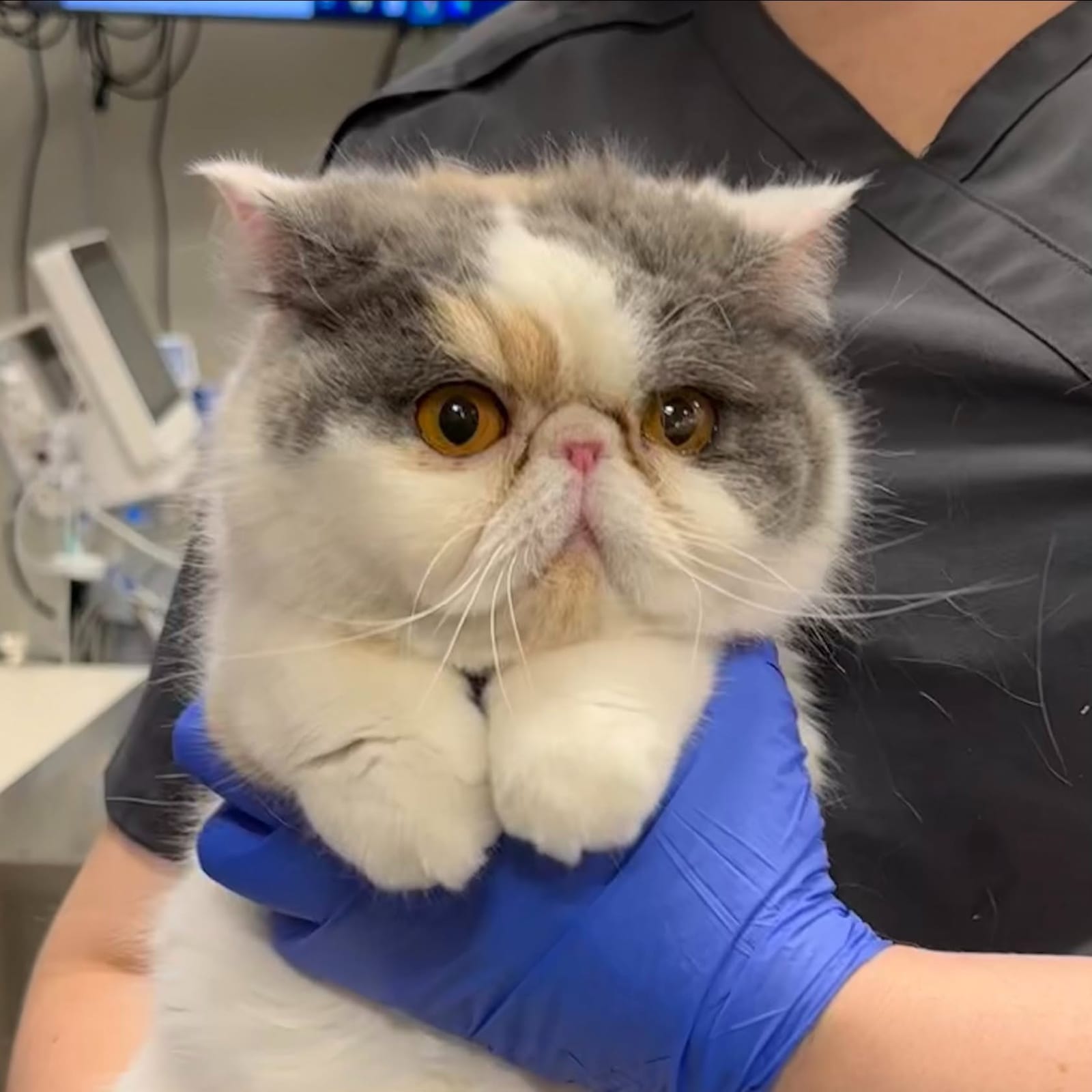 Veterinary Urgent Care - Nashua - Nashua