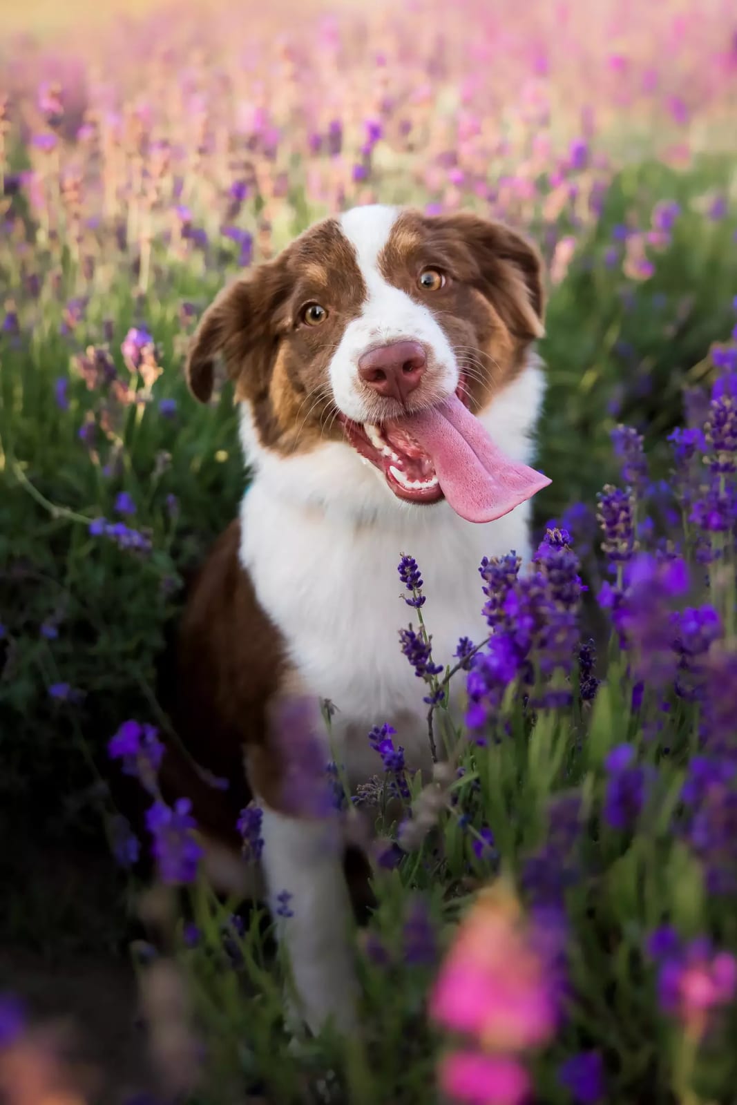 Peachtree Creek Animal Hospital - Atlanta