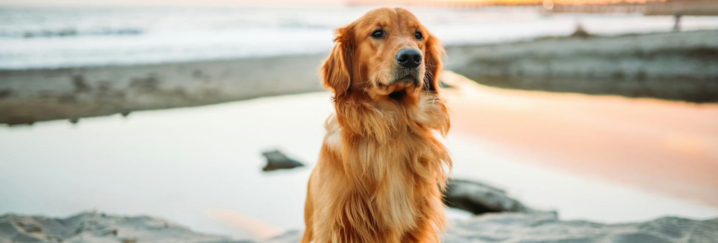 Golden-furred dog sitting on a beach beside shallow water in soft evening light