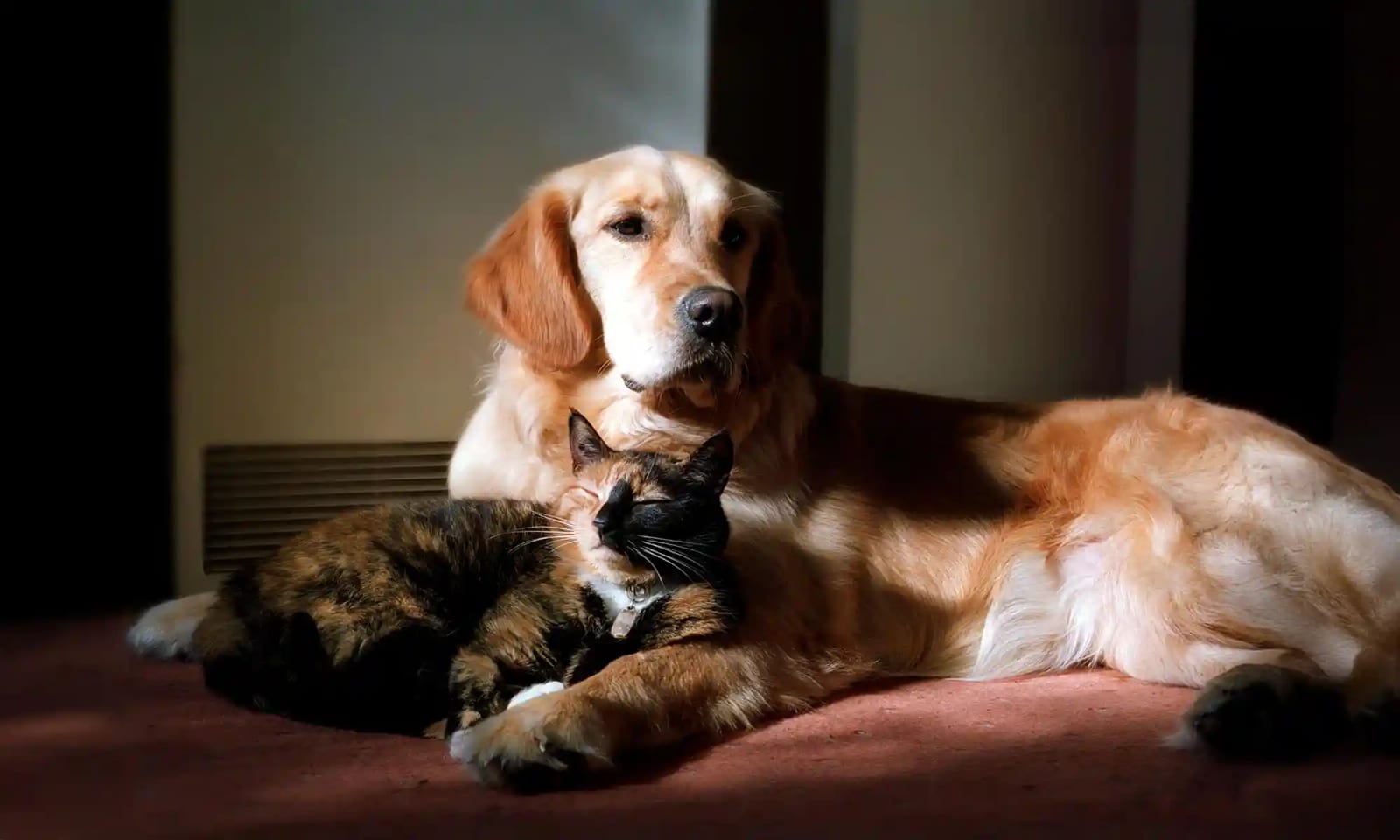Modern Love Veterinary - Minneapolis