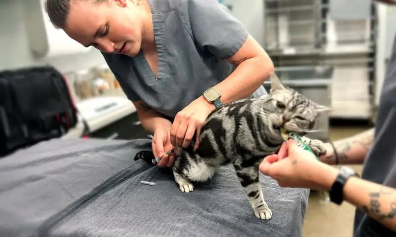 Person in grey scrubs working with a striped grey cat on a padded table while a second person holds its paw