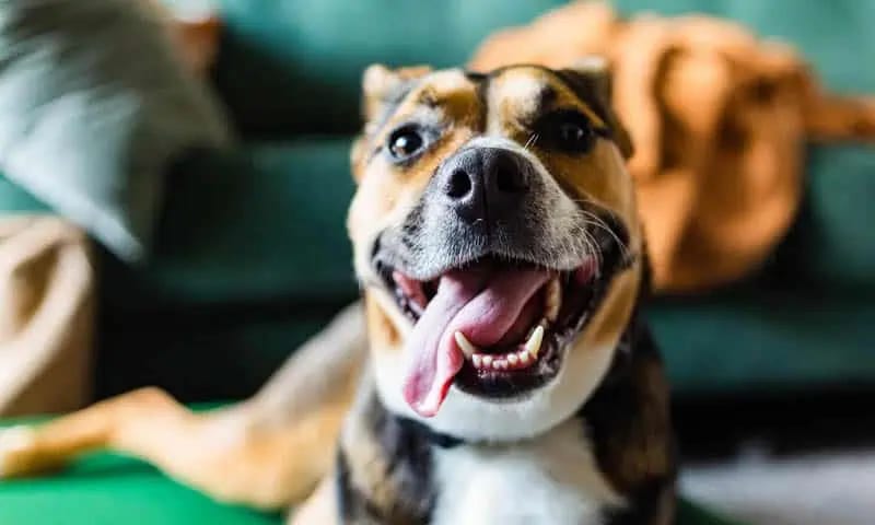 Smiling brown, black and white dog with its tongue out on a green couch