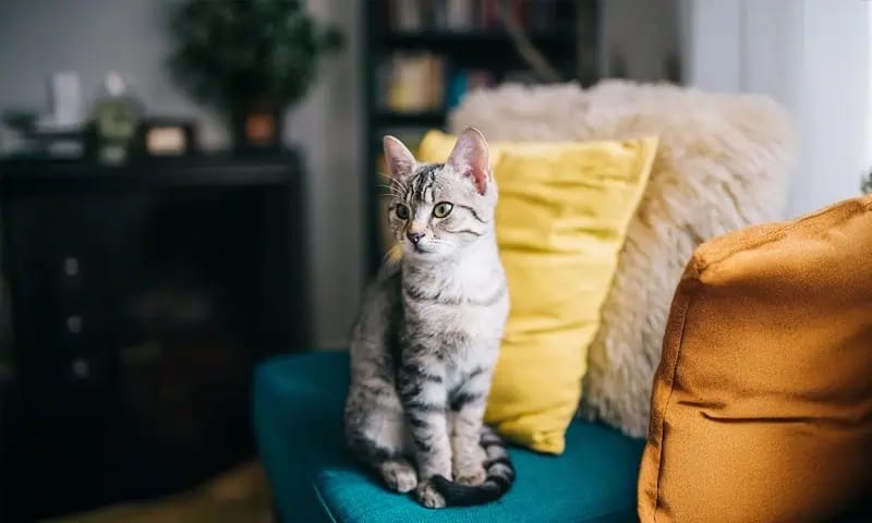 Grey striped kitten sitting upright on a teal couch beside a yellow cushion and a fluffy pillow