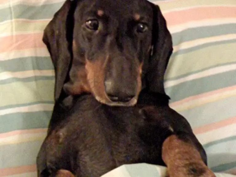 Veterinary Neurological Center - Phoenix