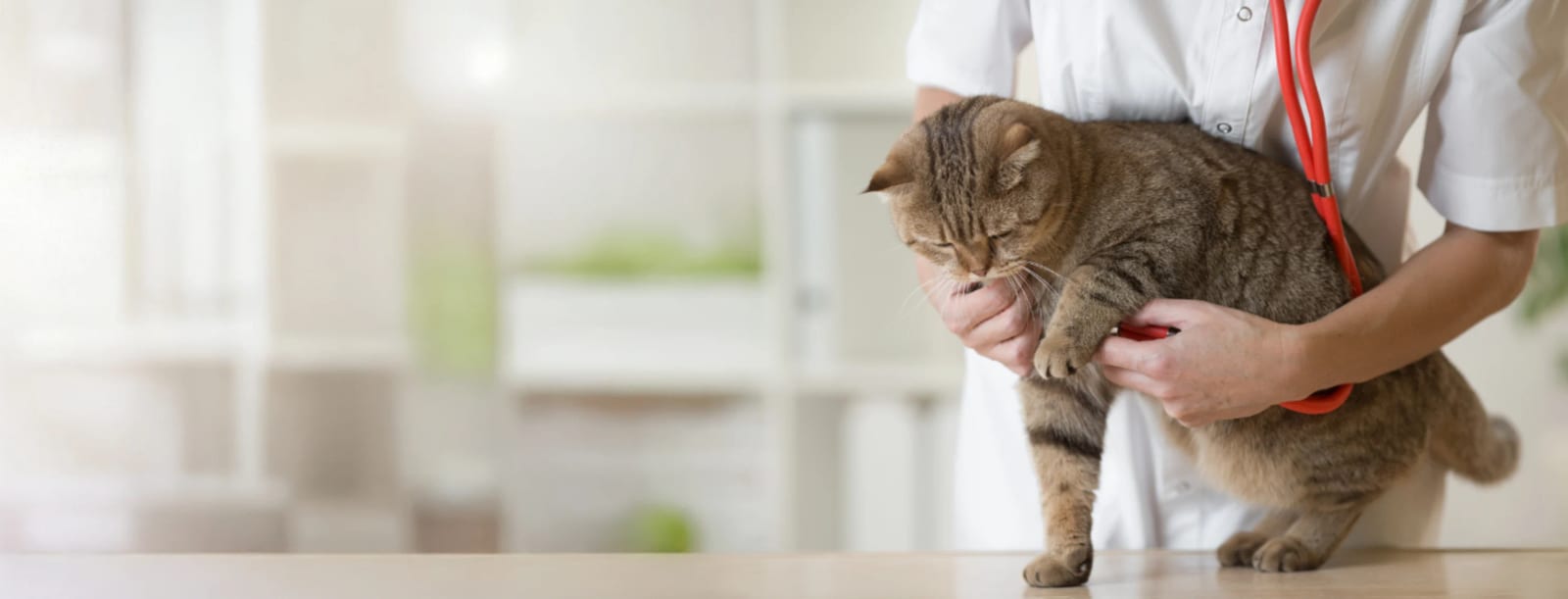 Person in a white coat with a red stethoscope holding a striped cat in a bright room with blurred shelves