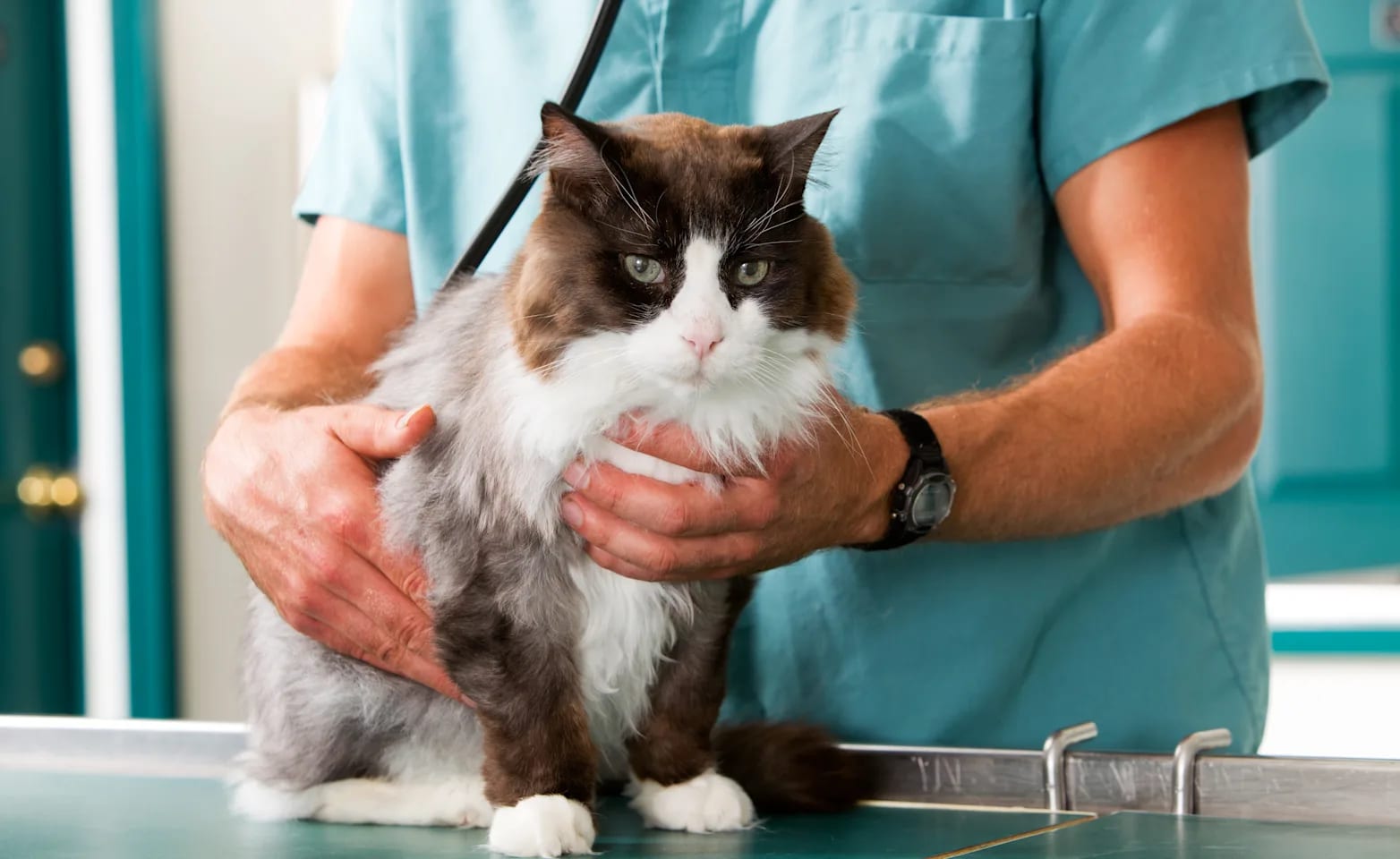 Person in teal scrubs holding a fluffy brown and white cat standing on a teal table