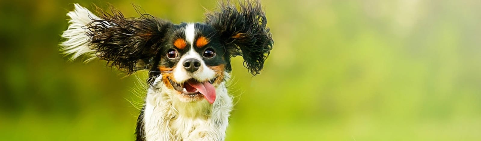 Happy tricolor dog with ears flying in the air and tongue out against a blurred green background