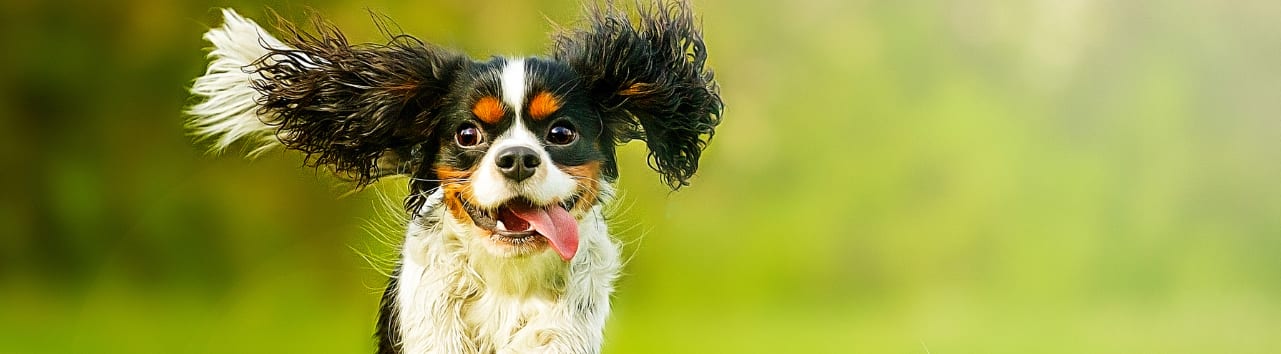 Bush Veterinary Neurology Service (BVNS) - Springfield - Springfield