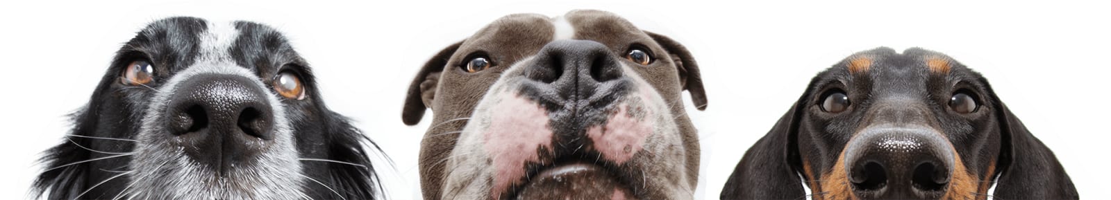 Three dogs peeking up from the bottom edge of the frame on a white background