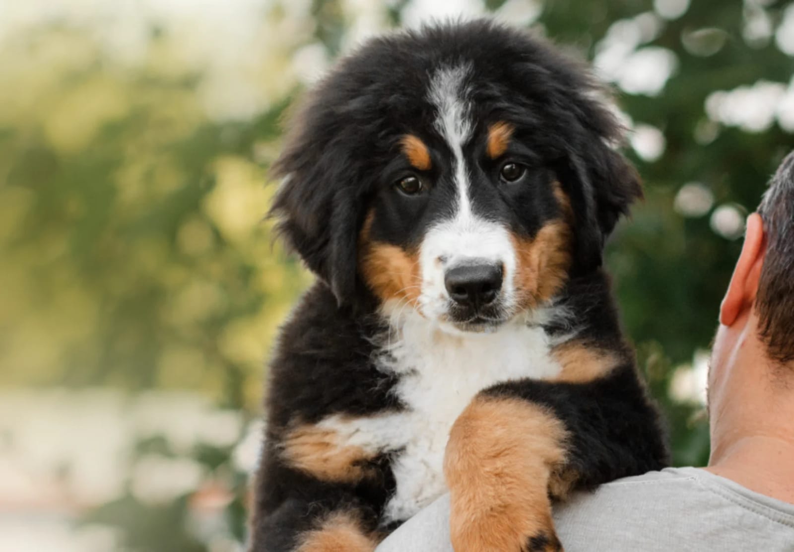 Fluffy black, white and tan puppy held against a person's shoulder outdoors