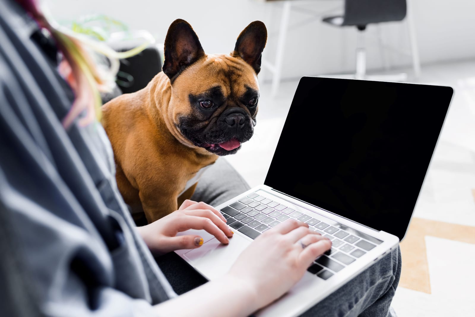 Dog with a dark muzzle looking at a laptop held on a person's lap