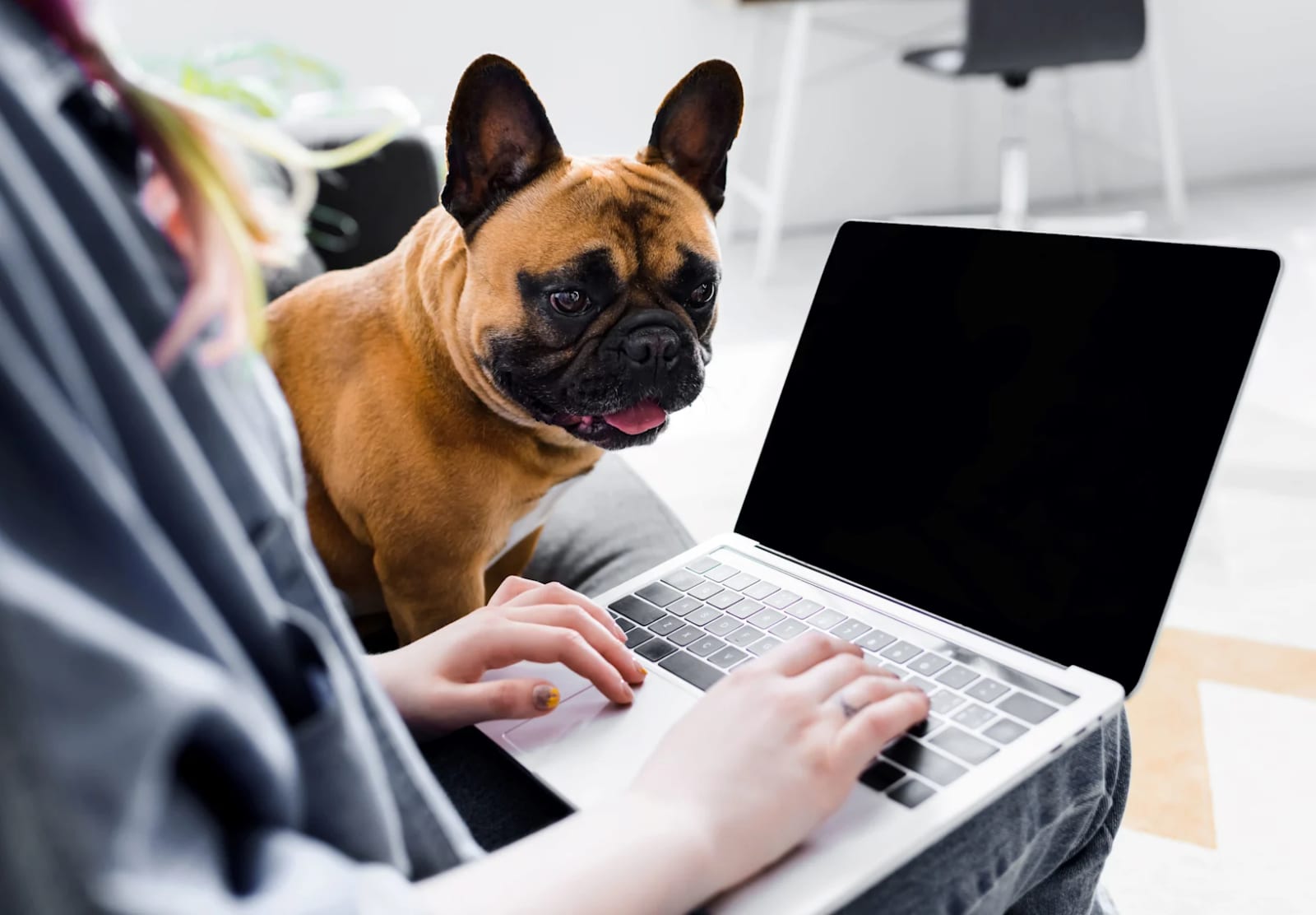 Dog with a dark muzzle looking at a laptop on a person's lap