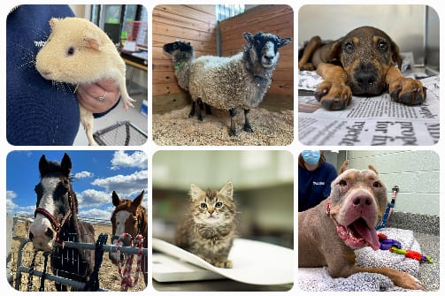 Collage of six animal photos including a guinea pig, sheep, kitten, horses and dogs
