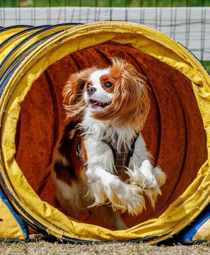 Long-haired white and brown dog leaping through a yellow agility tunnel