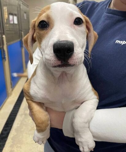 Person in a navy shirt holding a white and tan puppy in front of kennel doors