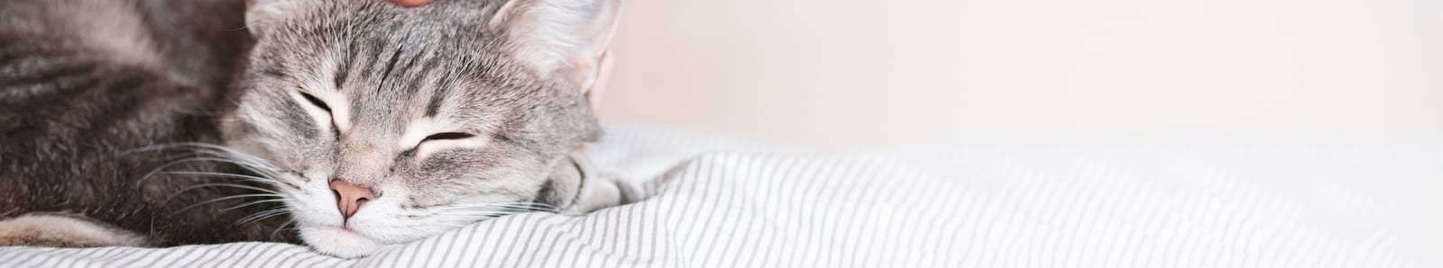 Grey tabby cat sleeping on a white and grey striped blanket