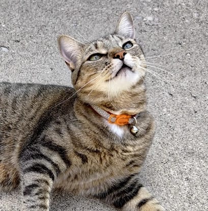 Tabby cat with an orange collar and bell lying on grey concrete and looking up