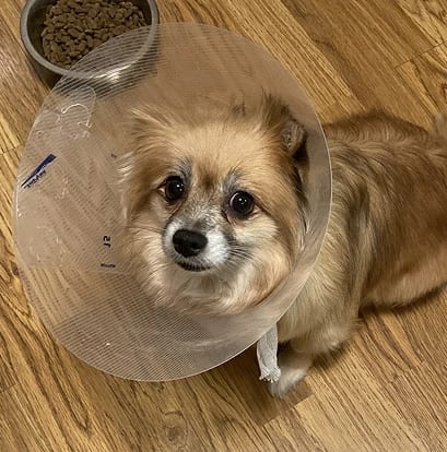 Small tan dog wearing a clear plastic cone sitting on a wood floor beside a food bowl