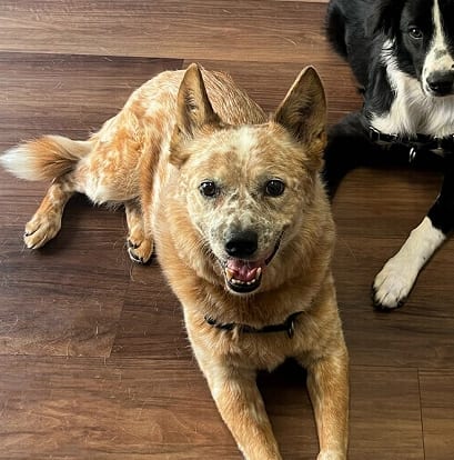 Tan speckled dog lying on a wood floor with part of a black and white dog beside it