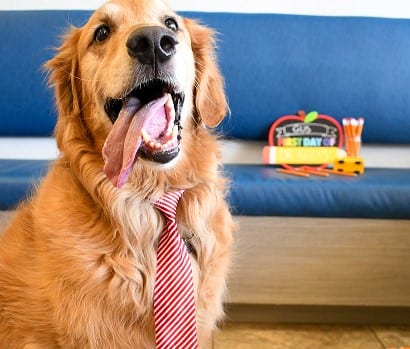 Golden dog wearing a red and white striped tie with its tongue out in front of a blue bench