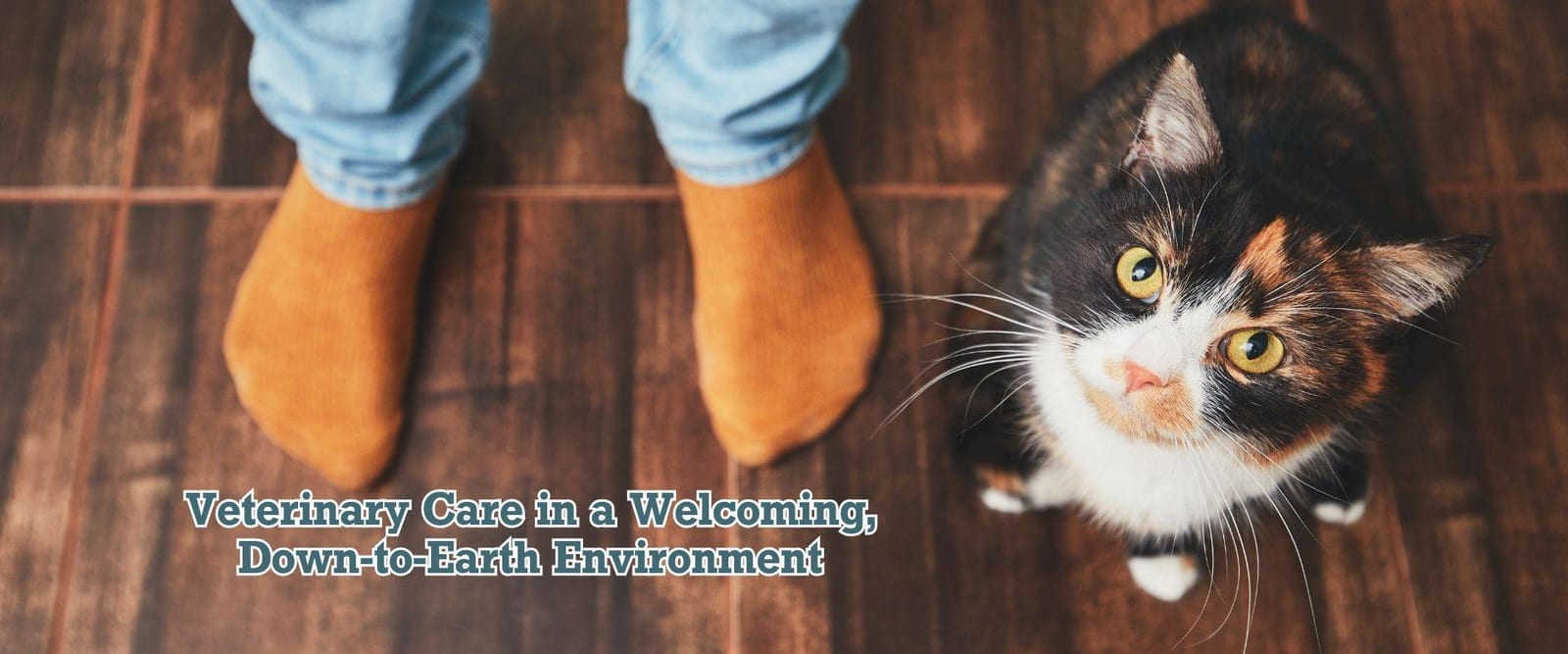 Banner with a calico cat looking up beside a person's orange socks and a welcoming care slogan