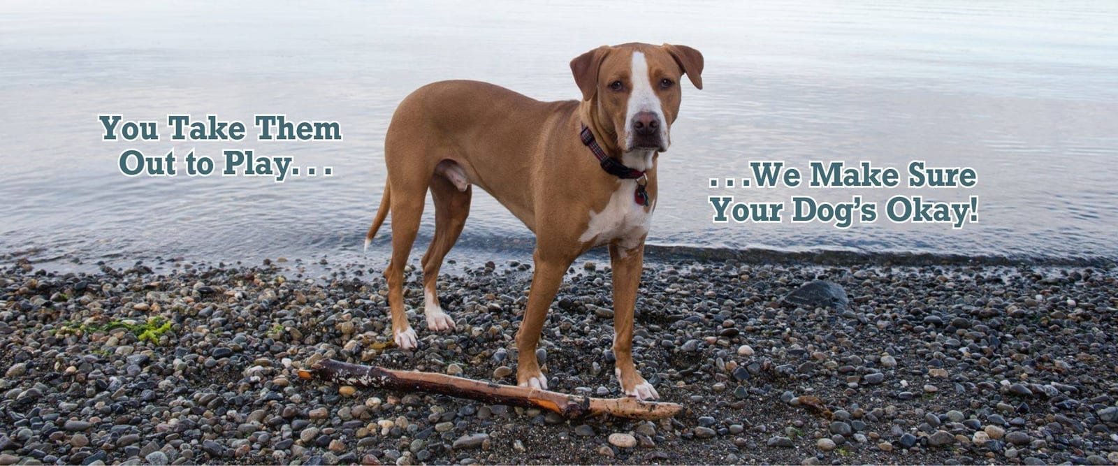 Banner with a dog on a pebble beach and text: You Take Them Out to Play... We Make Sure Your Dog's Okay!