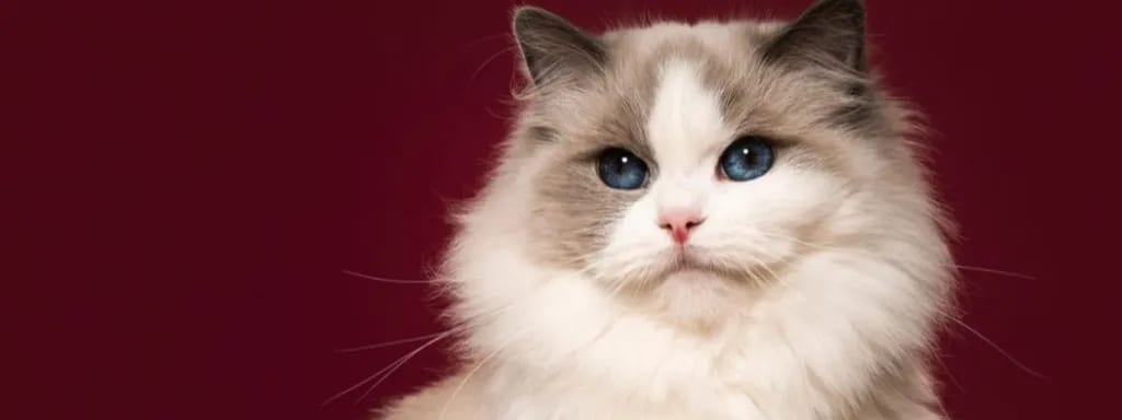 Fluffy white and grey cat with blue eyes against a dark red background