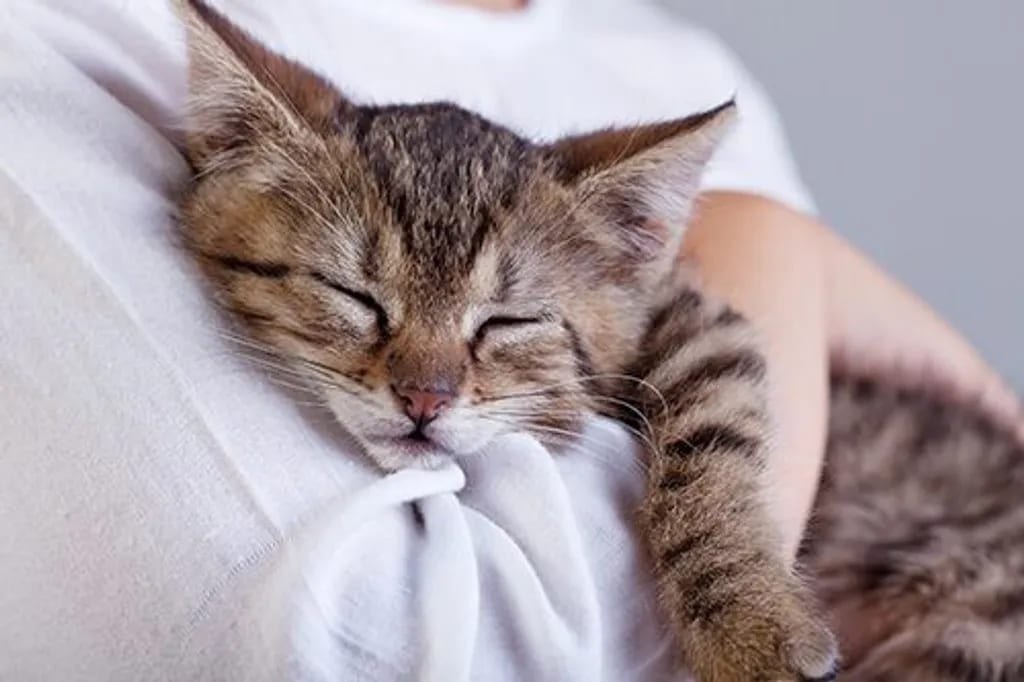 Kitten with closed eyes sleeping against a person's white shirt