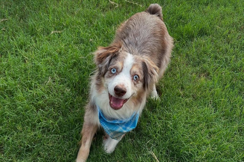 Brown and white dog with blue eyes on grass wearing a blue bandana