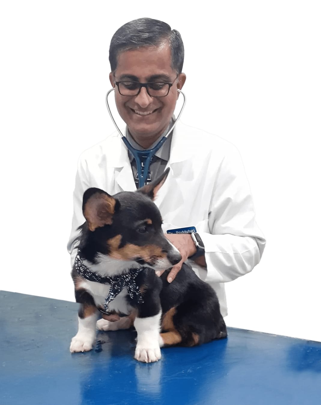 Smiling person in a white coat and stethoscope behind a small black, white and tan dog on a blue table