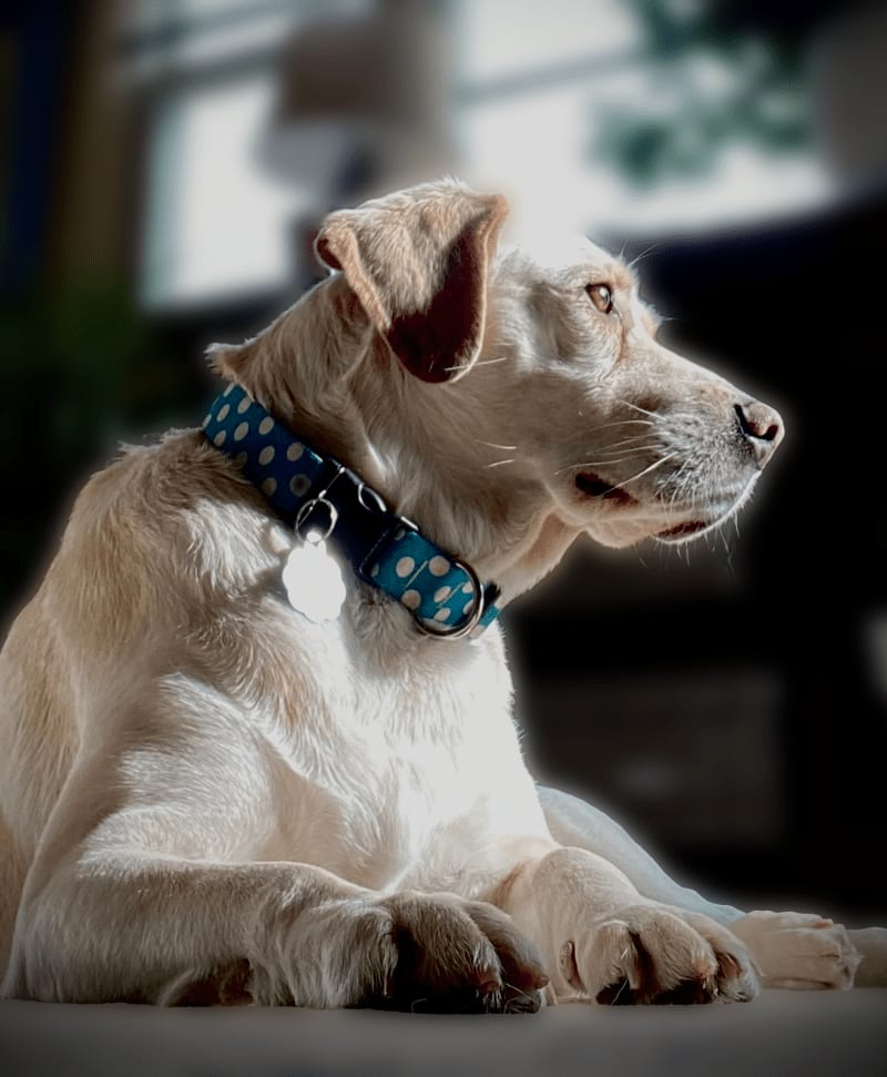 Cream-coloured dog lying down and looking to the side, wearing a teal polka-dot collar