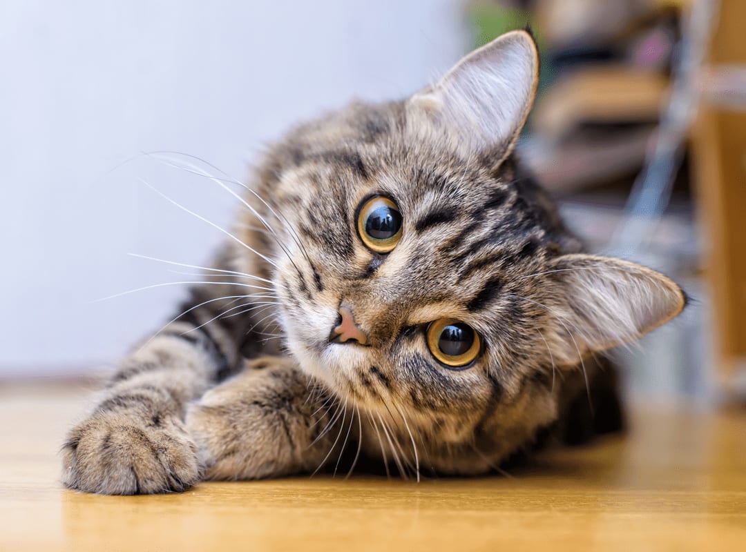 Grey tabby cat lying on a wood floor with its head tilted, looking at the camera