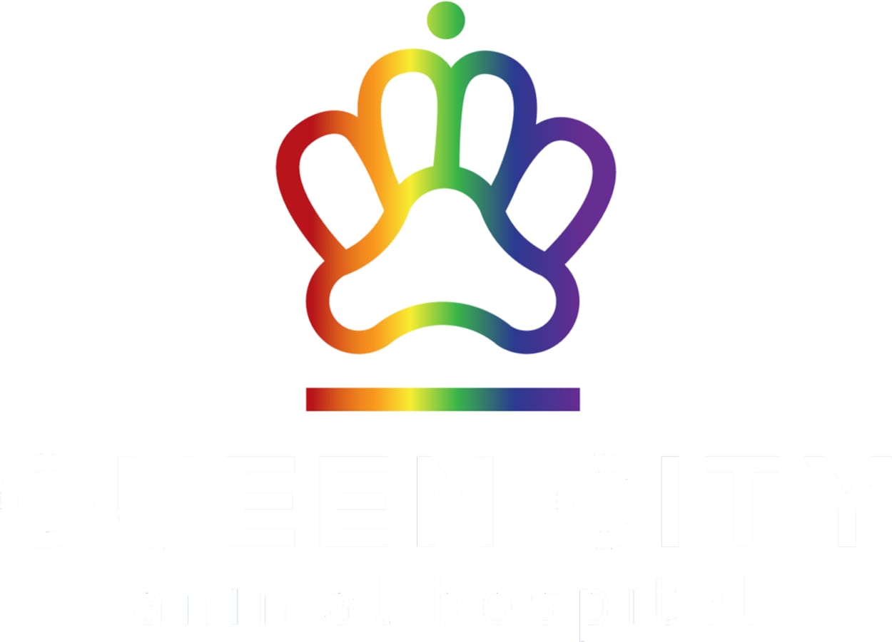 Rainbow-coloured paw print logo above Queen City Animal Hospital lettering