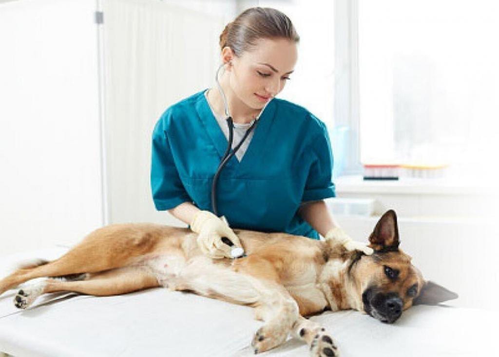 Person in teal scrubs and gloves listening to a dog's side with a stethoscope on an exam table