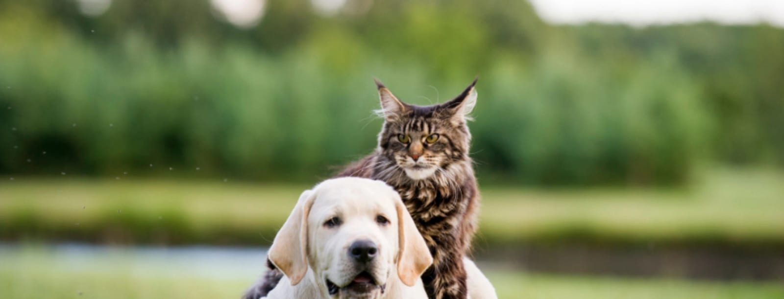 Cream puppy in front of a long-haired tabby cat in a green field