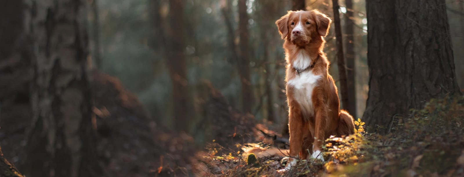 Brown and white dog sitting in a sunlit forest with tall tree trunks