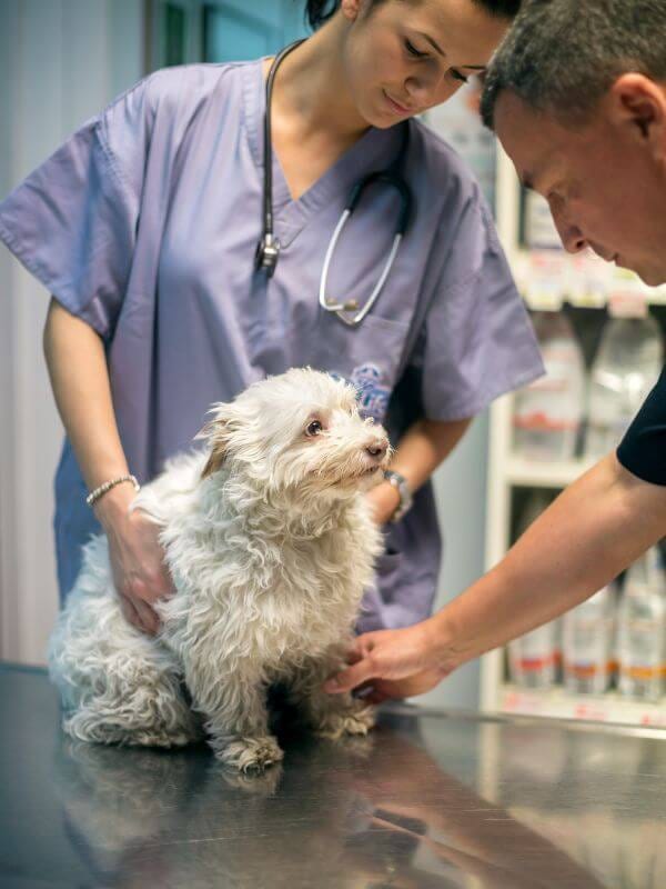 Person in lavender scrubs and another person examining a small white fluffy dog on a steel table