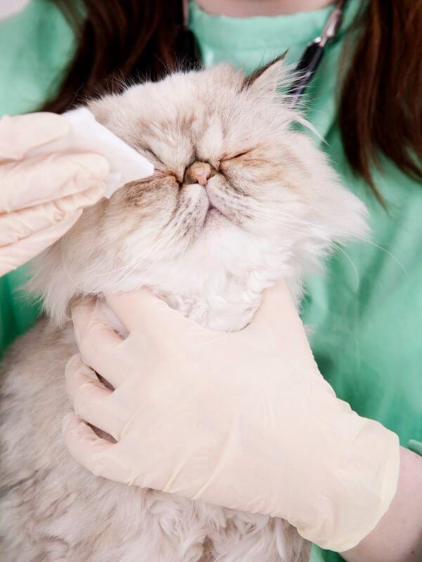 Cream long-haired cat being held while a gloved hand wipes near its eye with a white pad