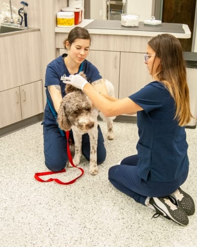 Two people in navy scrubs kneeling with a curly grey and white dog in a clinic room