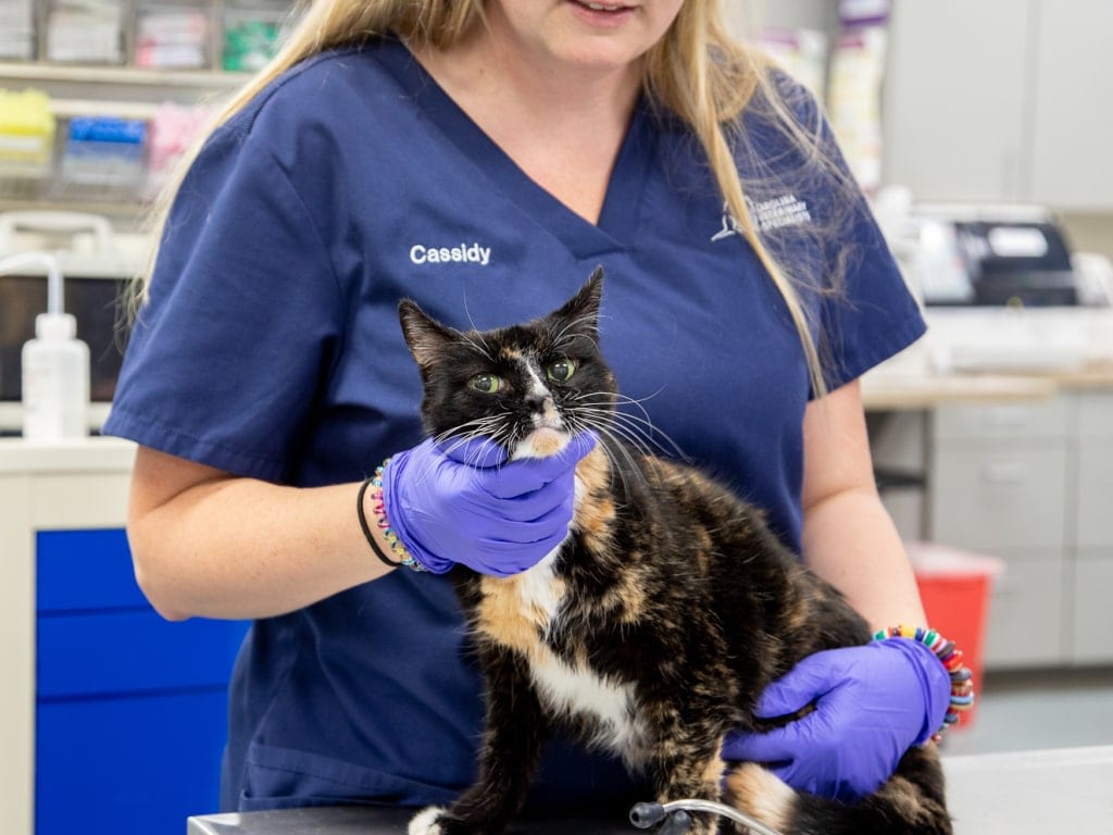 Person in navy scrubs and purple gloves holding a tortoiseshell cat on an exam table