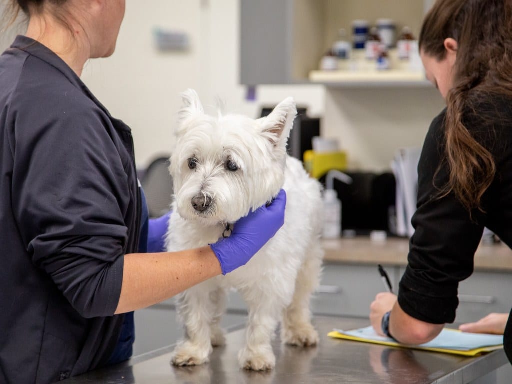 Two people in dark scrubs examining a small white dog on a stainless steel exam table