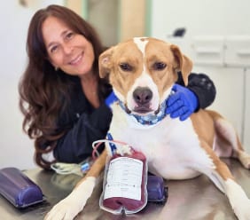 Smiling woman with a blue-gloved hand around a brown and white dog on a metal table