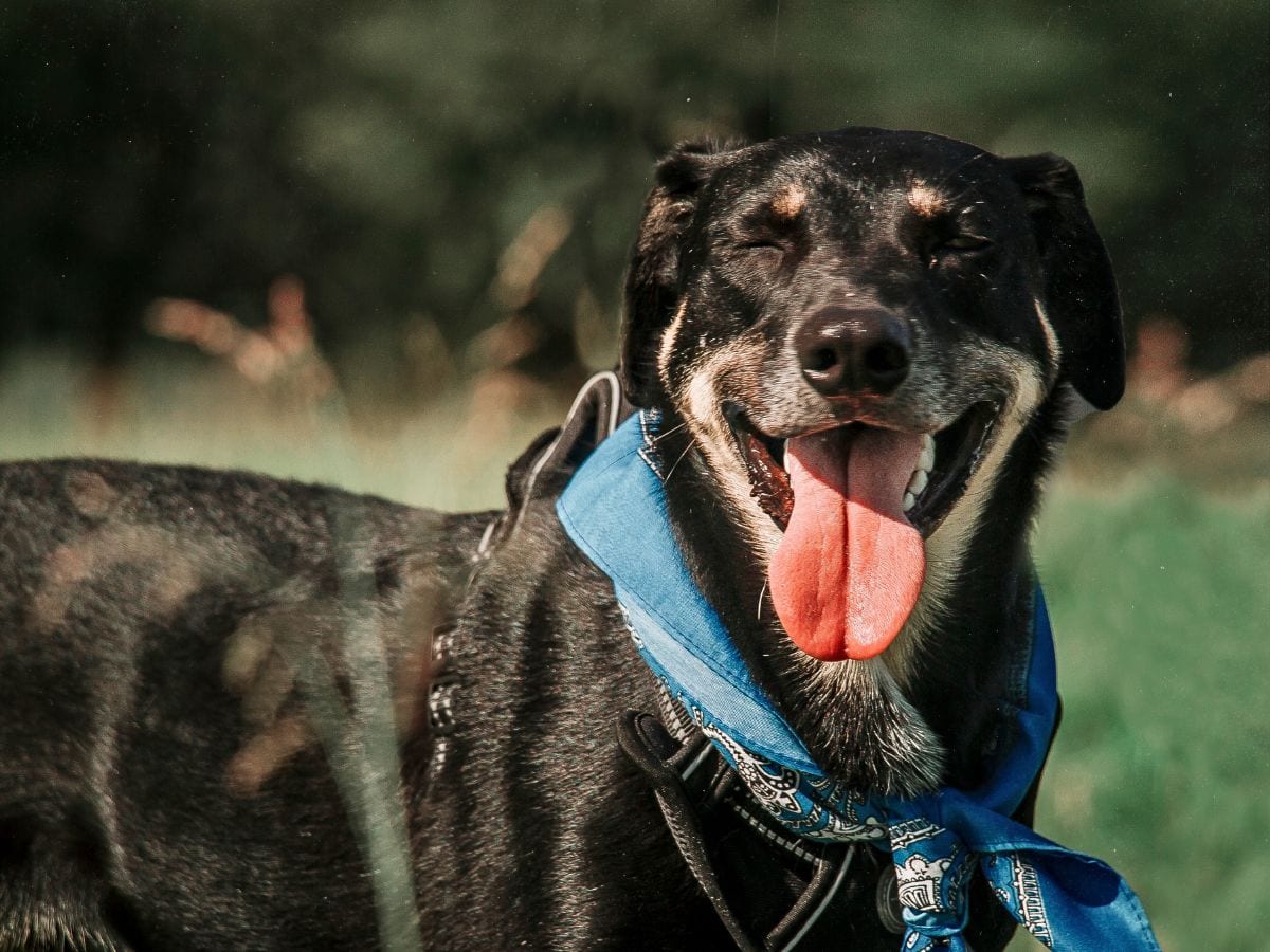 Animal Health Care Center - Renton