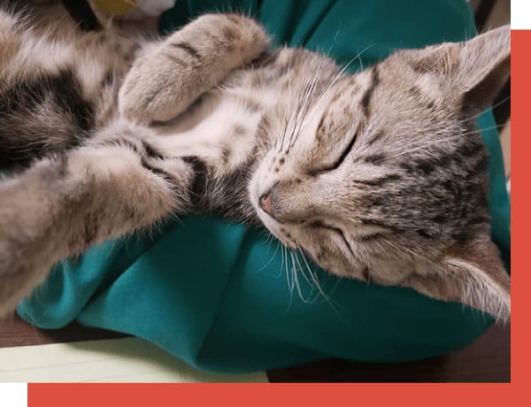 Central Texas Animal Hospital - Pflugerville