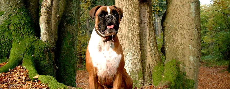 Brown and white dog sitting between mossy tree trunks on a forest path