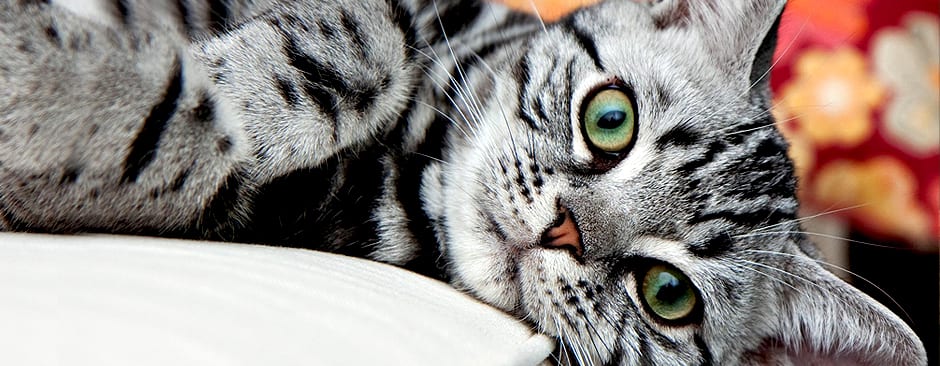 Silver tabby cat with green eyes lying down with one paw stretched out