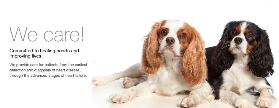 Veterinary Cardiology Consultants - Novi